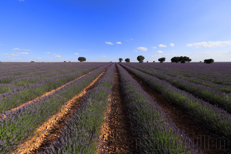 Lavender field in Brihuega Spain