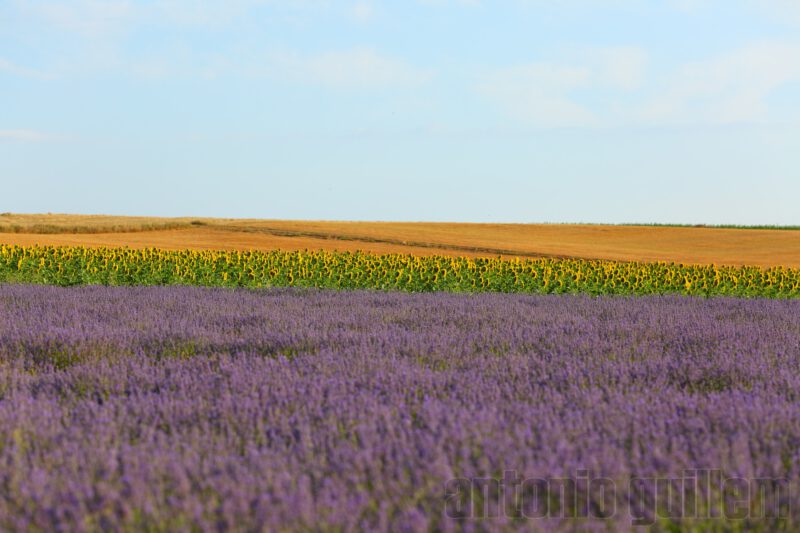 Lavender field landscape with sunflowers