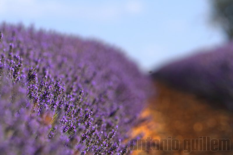 Lavender flowers in a beautiful field