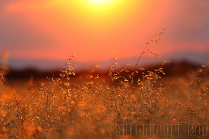 Oat plants at sunset in a field
